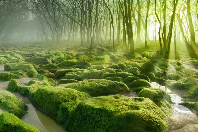 The Moss Swamp