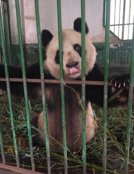 panda abuse in China