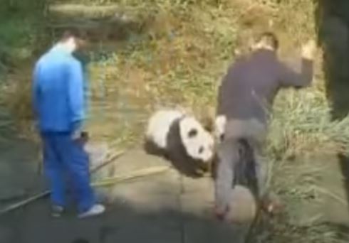 panda abuse in China