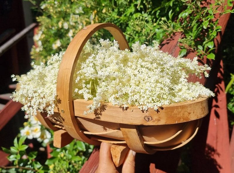 Flowers, elder, elderflower or elderberry. (Photo: Pernilla Gäverth)