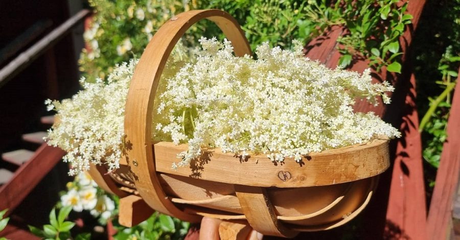 Flowers, elder, elderflower or elderberry. (Photo: Pernilla Gäverth)