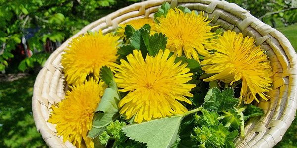 Dandelions flowers with lady´s mantle (Photo:Pernilla Gäverth/Middle Land)