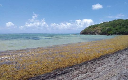 The Golden Tide of Sargassum Hampered Caribbean Tourism