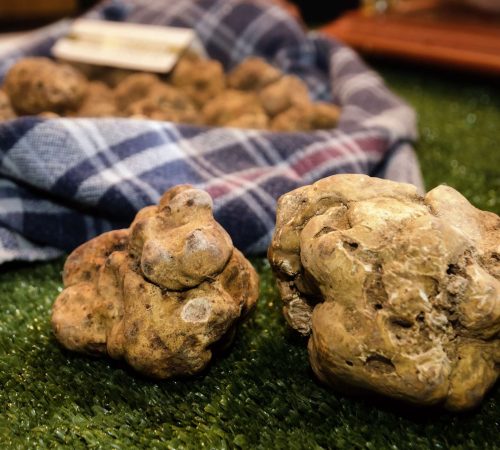 The White Truffle - The World's Most Expensive Fungus