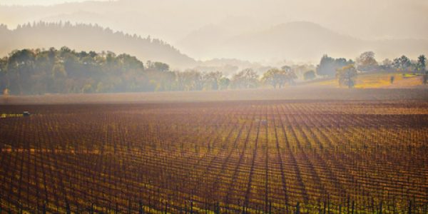 Vineyard, Napa Valley Wine Country, California. (Photo:©Adeliepenguin/Dreamstime.com)