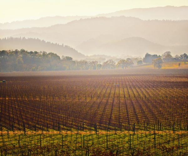 Vineyard, Napa Valley Wine Country, California. (Photo:©Adeliepenguin/Dreamstime.com)