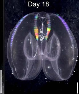 This comb jelly can rewind its development. (Photo: Soto-Angel and Burkhardt, PNAS, 2024)