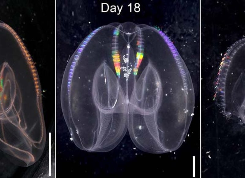 This comb jelly can rewind its development. (Photo: Soto-Angel and Burkhardt, PNAS, 2024)